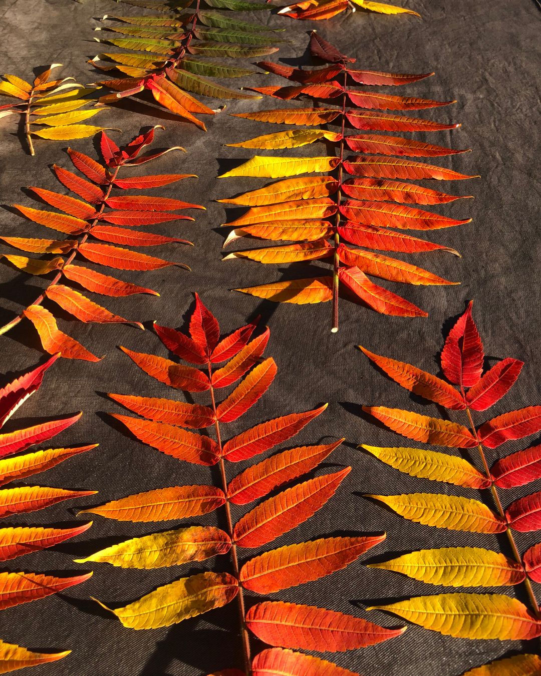 WINTER CAP | RED SUMAC