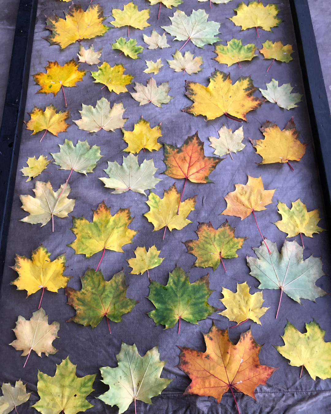 5-PANEL CAP | MAPLE & RUST