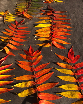 WINTER CAP | RED SUMAC